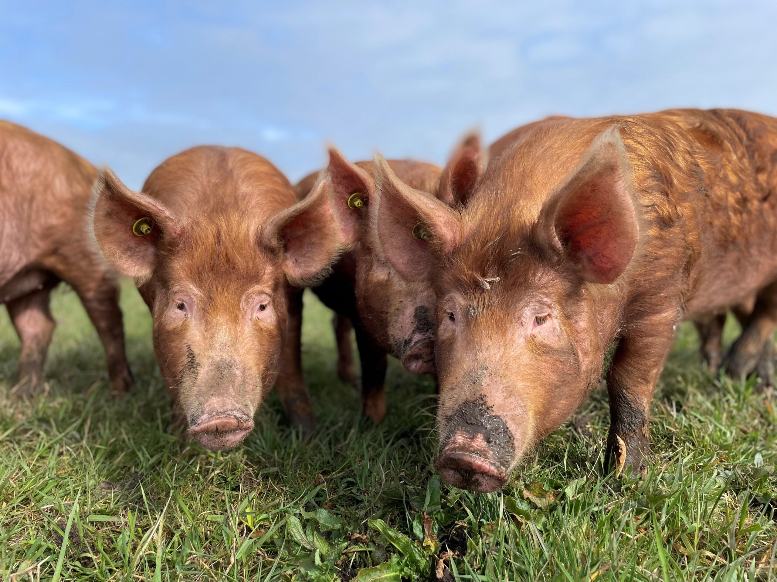 varkens Duinstreek 1